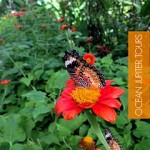 ocean jupiterbutterfly-world-entopia-tours