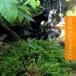 ocean jupiterbutterfly-world-lizard-tours