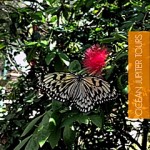 ocean jupiterpenang-butterfly-farm